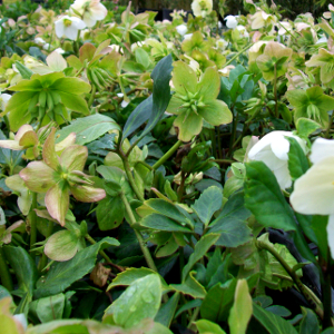 Helleborus niger - rosa di natale, erbacea perenne