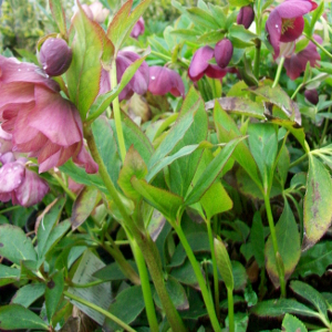 helleborus orientalis erbacea perenne