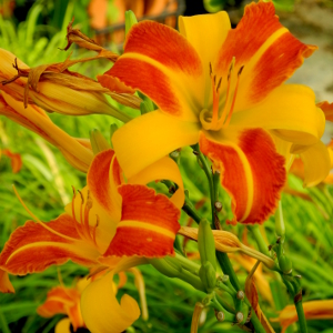 hemerocallis franz hals, erbacea perenne