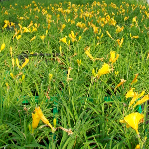 hemerocallis stella de oro, erbacea perenne