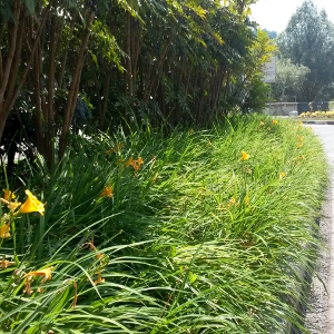 hemerocallis stella de oro, erbacea perenne