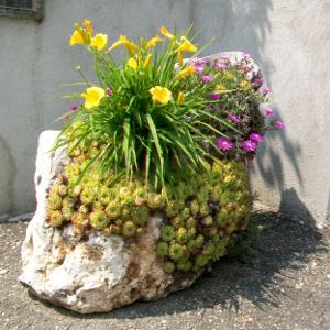 hemerocallis stella de oro, erbacea perenne