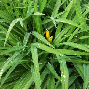 hemerocallis stella de oro 05