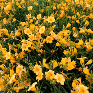 hemerocallis stella de oro 06