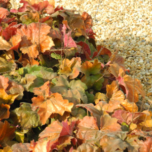  heuchera marmalade, erbacea perenne