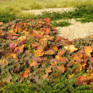  heuchera marmalade, erbacea perenne