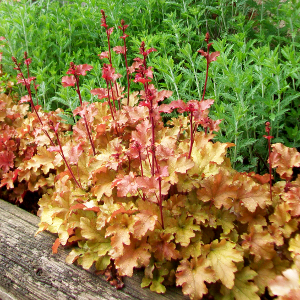  heuchera marmalade, erbacea perenne