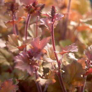  heuchera marmalade, erbacea perenne