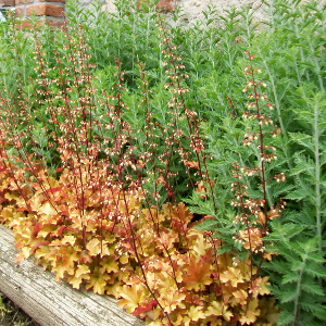  heuchera marmalade, erbacea perenne