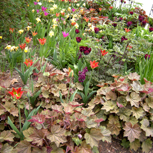 PPE heuchera palace purple, erbacea perenne