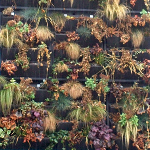 heuchera palace purple, erbacea perenne