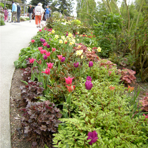 heuchera palace purple, erbacea perenne