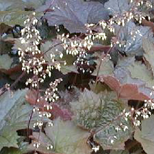 Heuchera micrantha palace purple