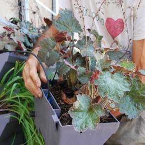 Heuchera micrantha palace purple