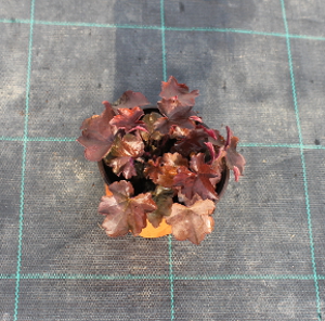 PPEV heuchera palace purple t12