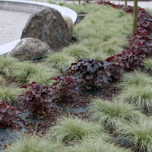 heuchera palace purple 06