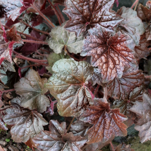 heuchera palace purple 07