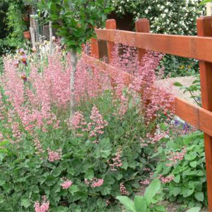 PPE heuchera sanguinea splendes, erbacea perenne