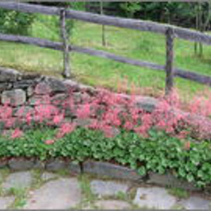 PPE heuchera sanguinea splendes, erbacea perenne