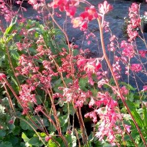 PPE heuchera sanguinea splendes, erbacea perenne