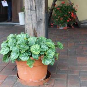 PPE heuchera sanguinea splendes, erbacea perenne