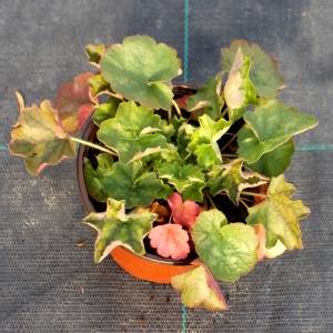 PPEV heuchera sanguinea splendens t12