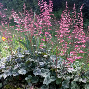 heuchera sanguinea splendes 05