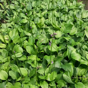 hosta ventricosa coerulea 01