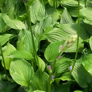 hosta ventricosa coerulea 02