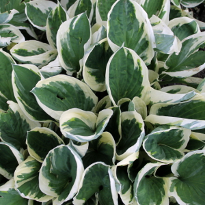 PPE hosta patriot, erbacea perenne