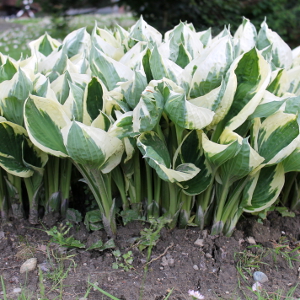  hosta patriot, erbacea perenne