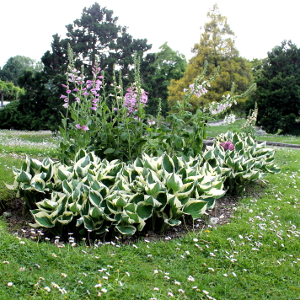  hosta patriot, erbacea perenne