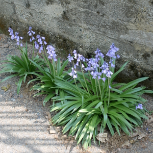 hyacinthoides hispanica blue, erbacea perenne