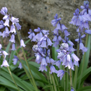 hyacinthoides hispanica blue, erbacea perenne