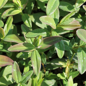 hypericum calicinum, erbacea perenne