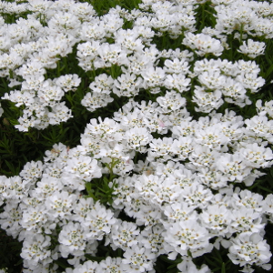 PPE iberis sempervirens, erbacea perenne