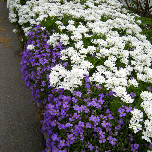 iberis sempervirens, erbacea perenne