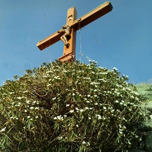 iberis sempervirens 05