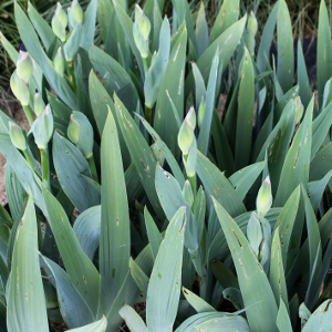 iris germanica sultans palace 01