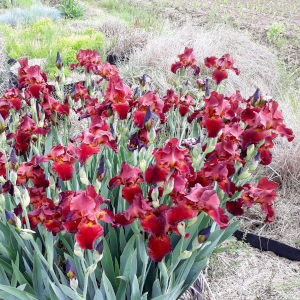 iris germanica sultans palace 02