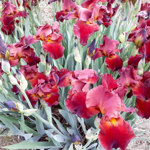 iris germanica sultans palace 03