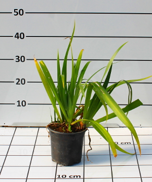 PPEV iris japonica t15