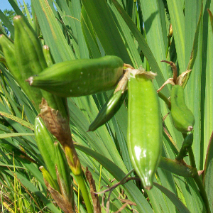  iris pseudacorus, erbacea perenne