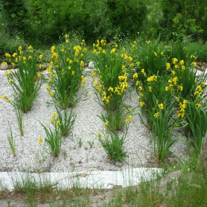  iris pseudacorus, erbacea perenne