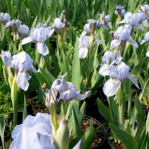 iris pumila azurea, erbacea perenne