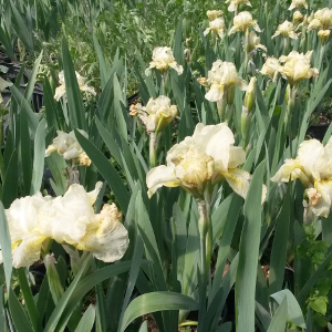 iris pumila nylon ruffles, erbacea perenne