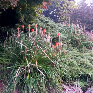 kniphopia hirsuta fire dance, erbacea perenne