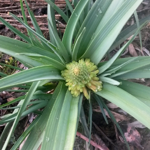 kniphopia hirsuta fire dance, erbacea perenne