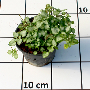 PPEV lamium maculatum silver beacon t15