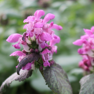 lamium maculatum silver beacon, erbacea perenne